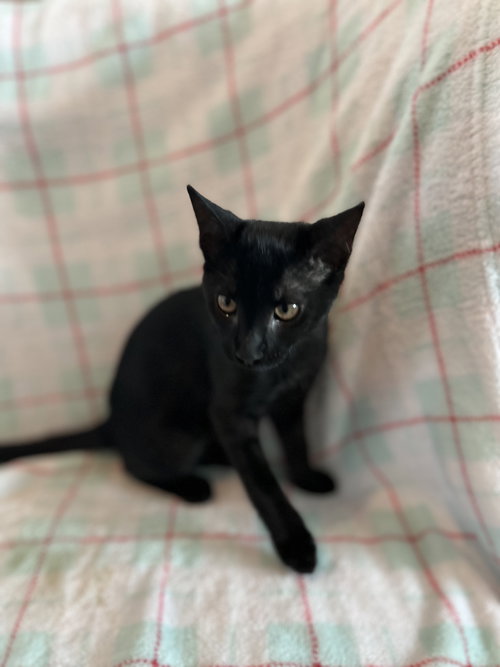 picture of the cat needing adoption
