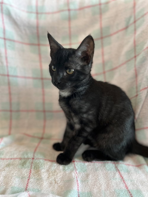 picture of the cat needing adoption