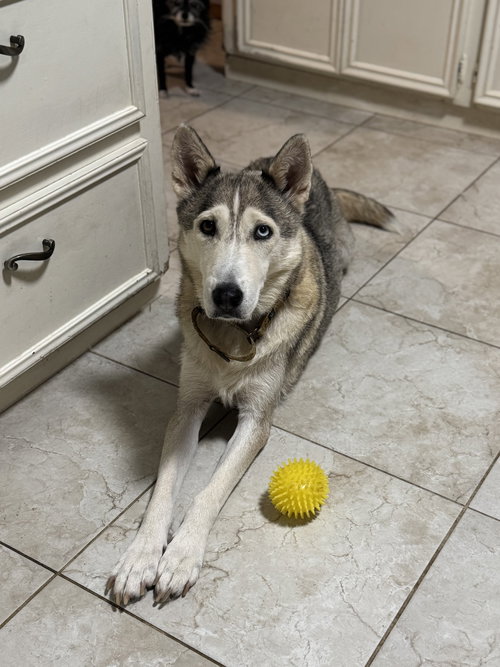 picture of the dog needing adoption