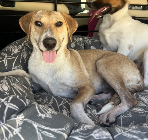 picture of the dog needing adoption