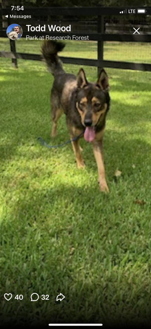 picture of the dog needing adoption
