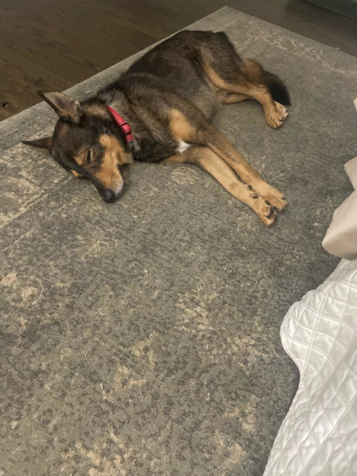 TULSA - Shepherd available for adoption