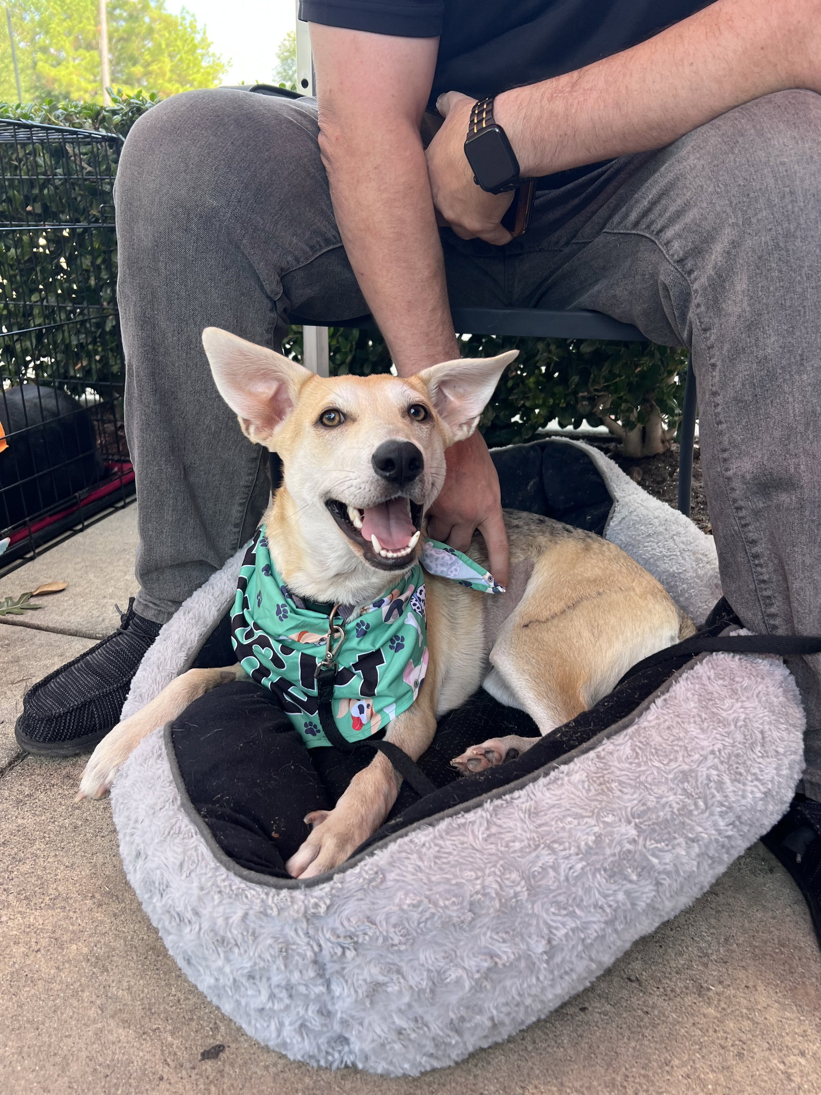 Dingo
