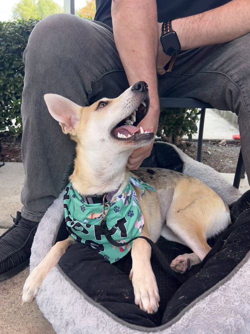 picture of the dog needing adoption