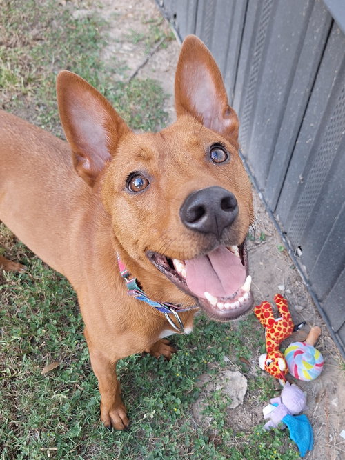 picture of the dog needing adoption