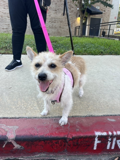 picture of the dog needing adoption