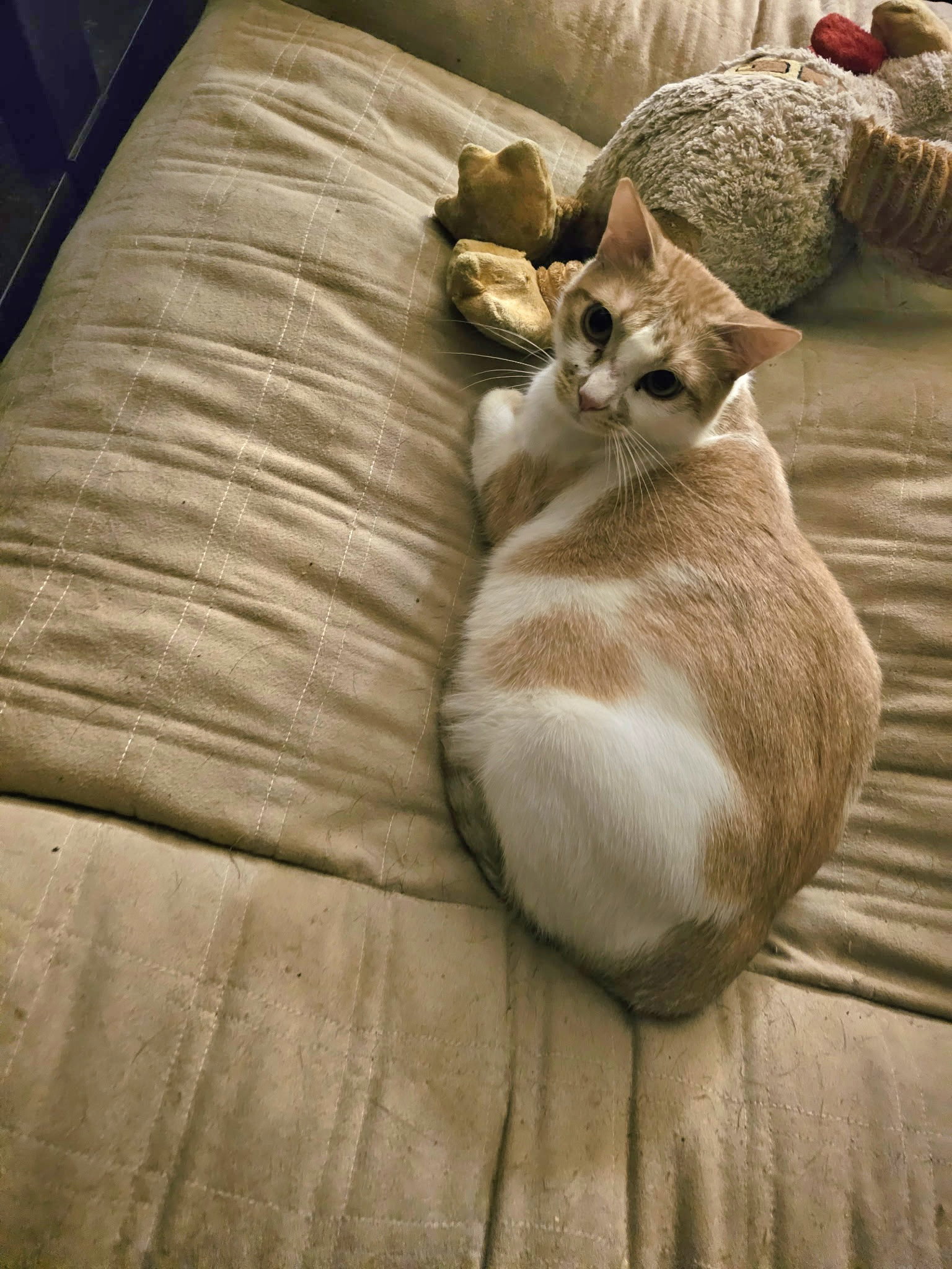 Marmalade