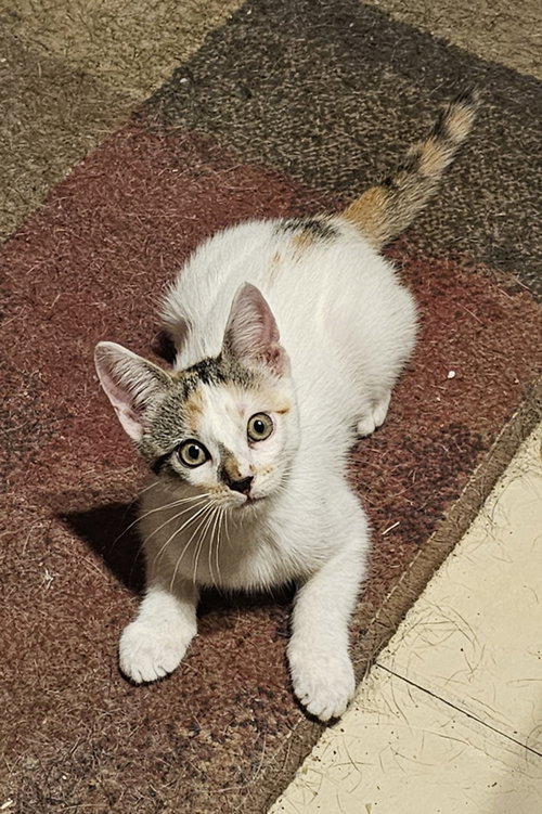 picture of the cat needing adoption