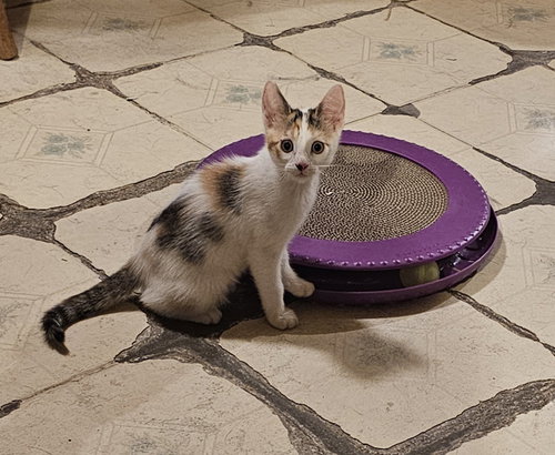 picture of the cat needing adoption