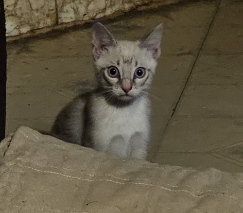 picture of the cat needing adoption