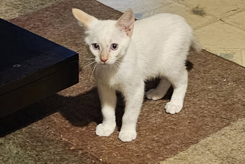 picture of the cat needing adoption