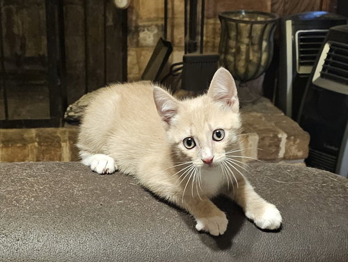 picture of the cat needing adoption