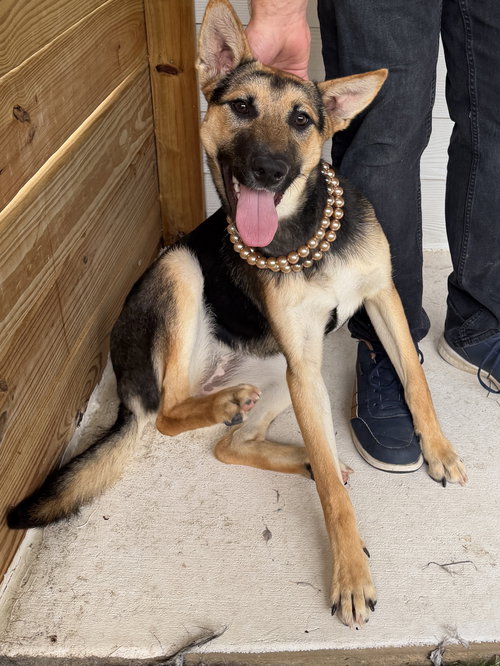 Frankie, an adoptable Shepherd in The Woodlands, TX