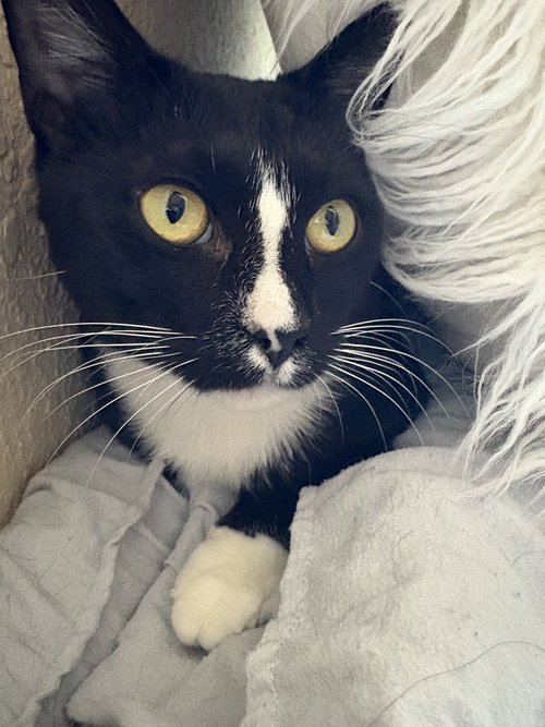 picture of the cat needing adoption