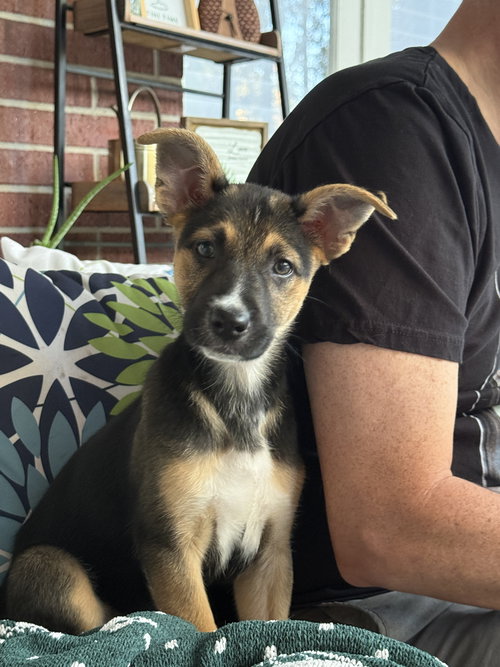 picture of the dog needing adoption