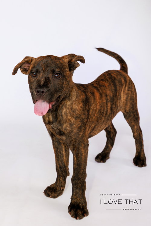 picture of the dog needing adoption