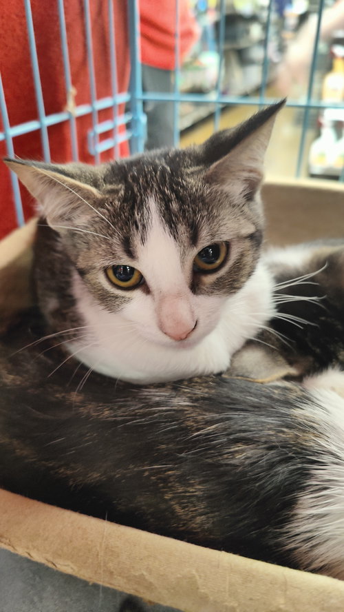 picture of the cat needing adoption