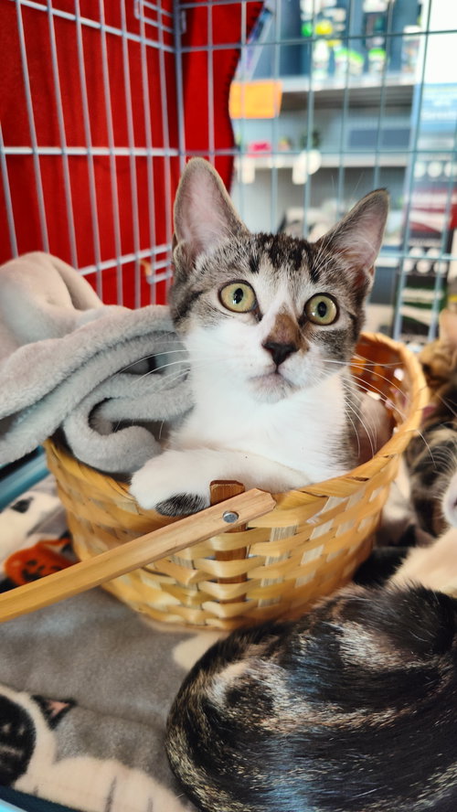 picture of the cat needing adoption