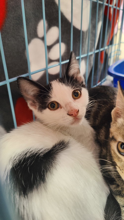 picture of the cat needing adoption