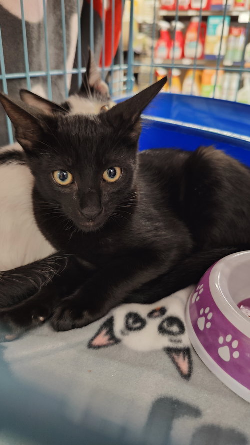 picture of the cat needing adoption