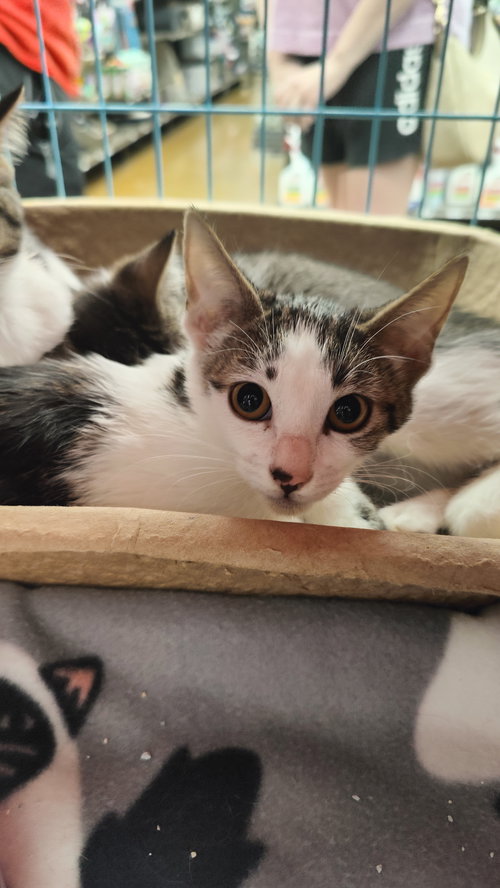 picture of the cat needing adoption