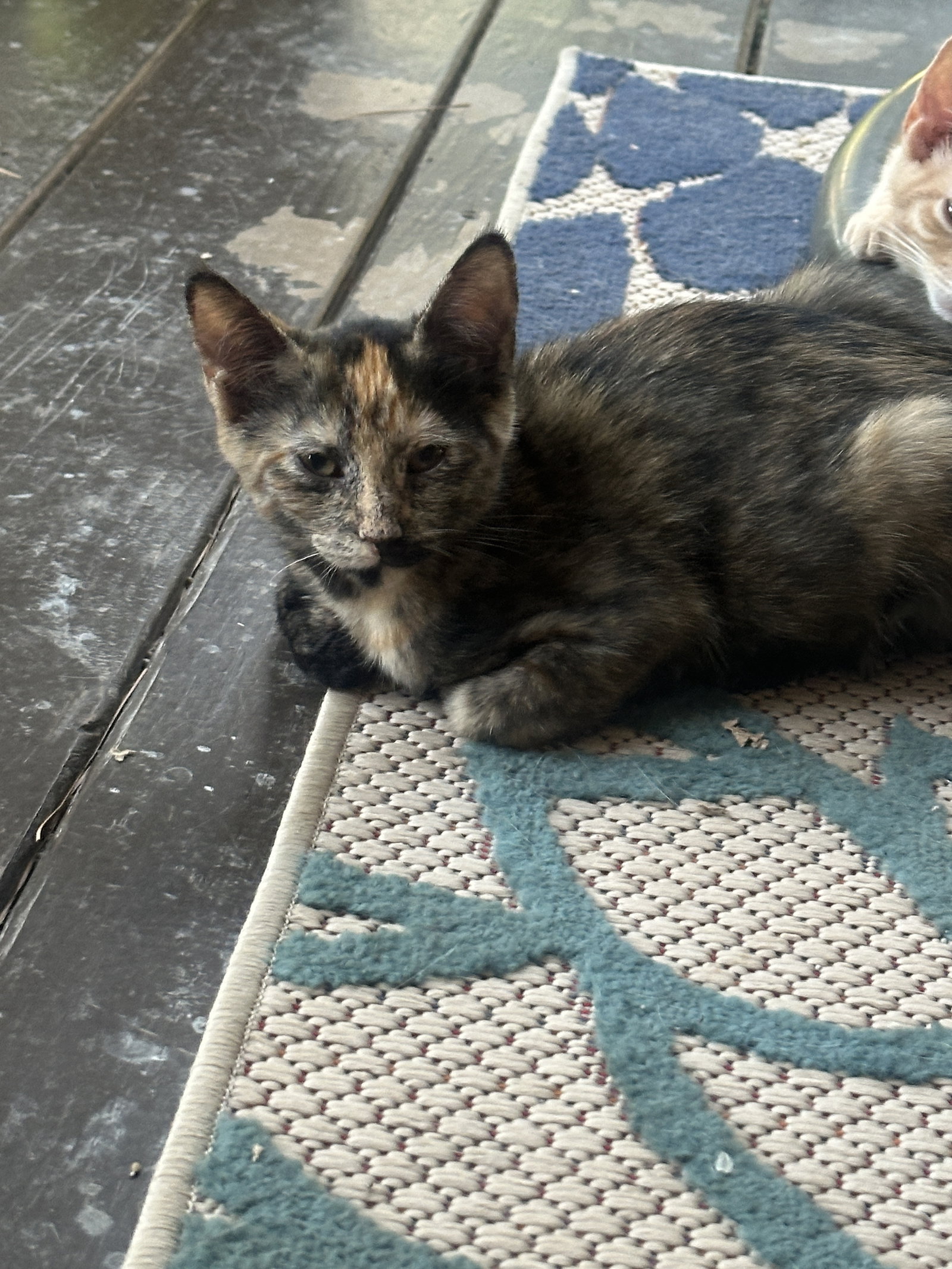 Fiona