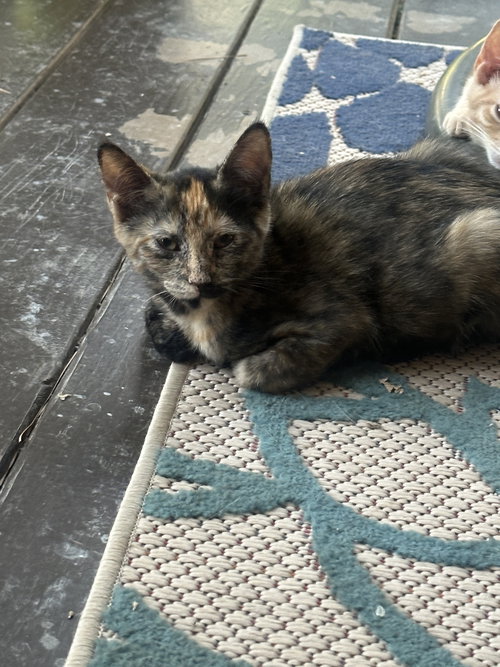 picture of the cat needing adoption