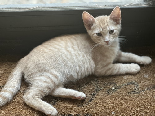 picture of the cat needing adoption