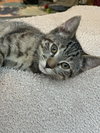 Mibble - Photo 2