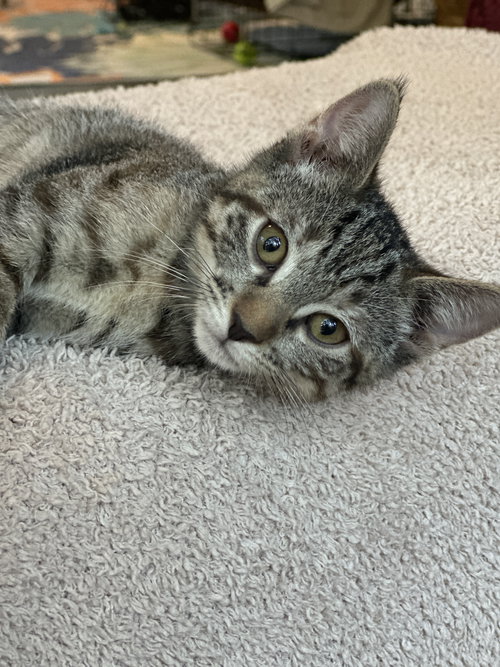 MIBBLE - Domestic Short Hair available for adoption