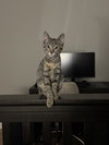Mibble - Photo 6