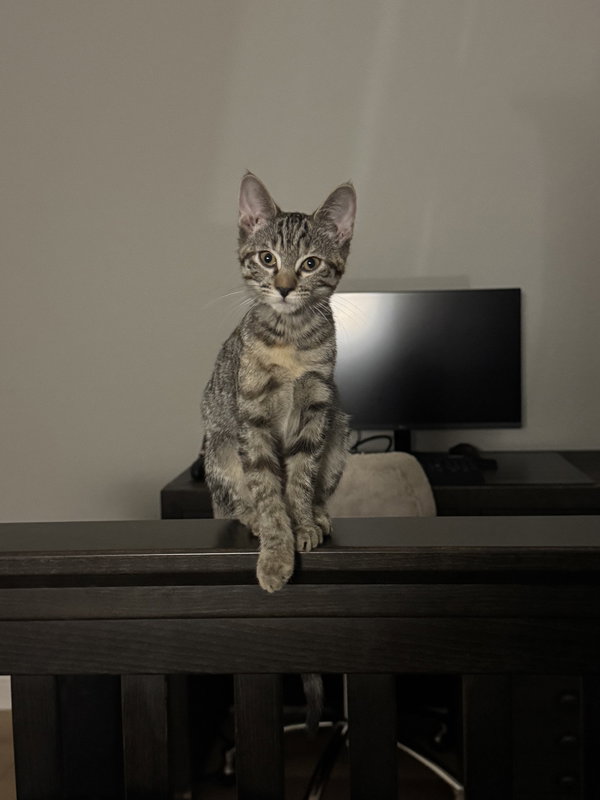 Mibble