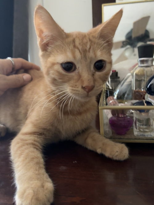 picture of the cat needing adoption