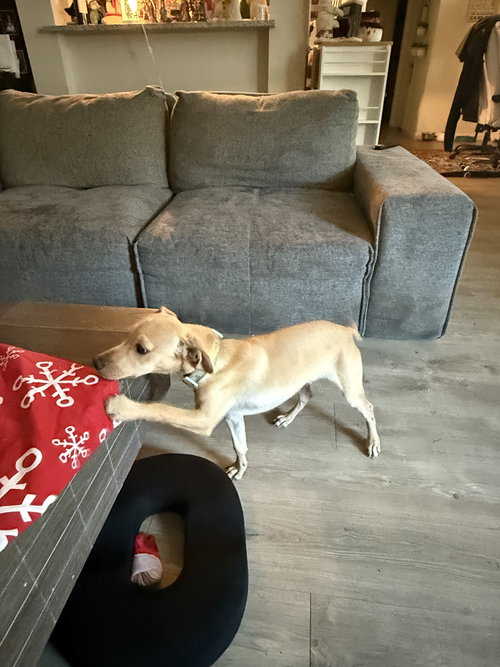 picture of the dog needing adoption