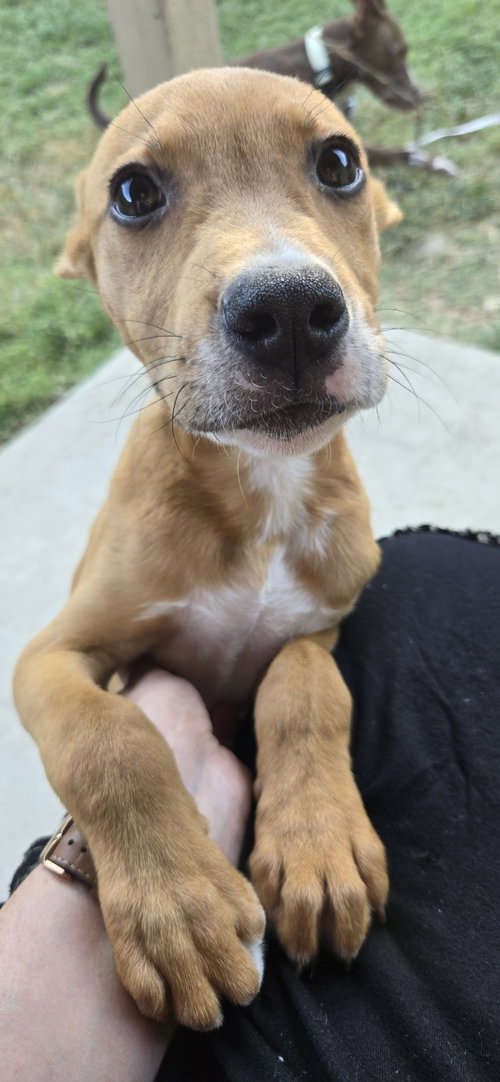 picture of the dog needing adoption