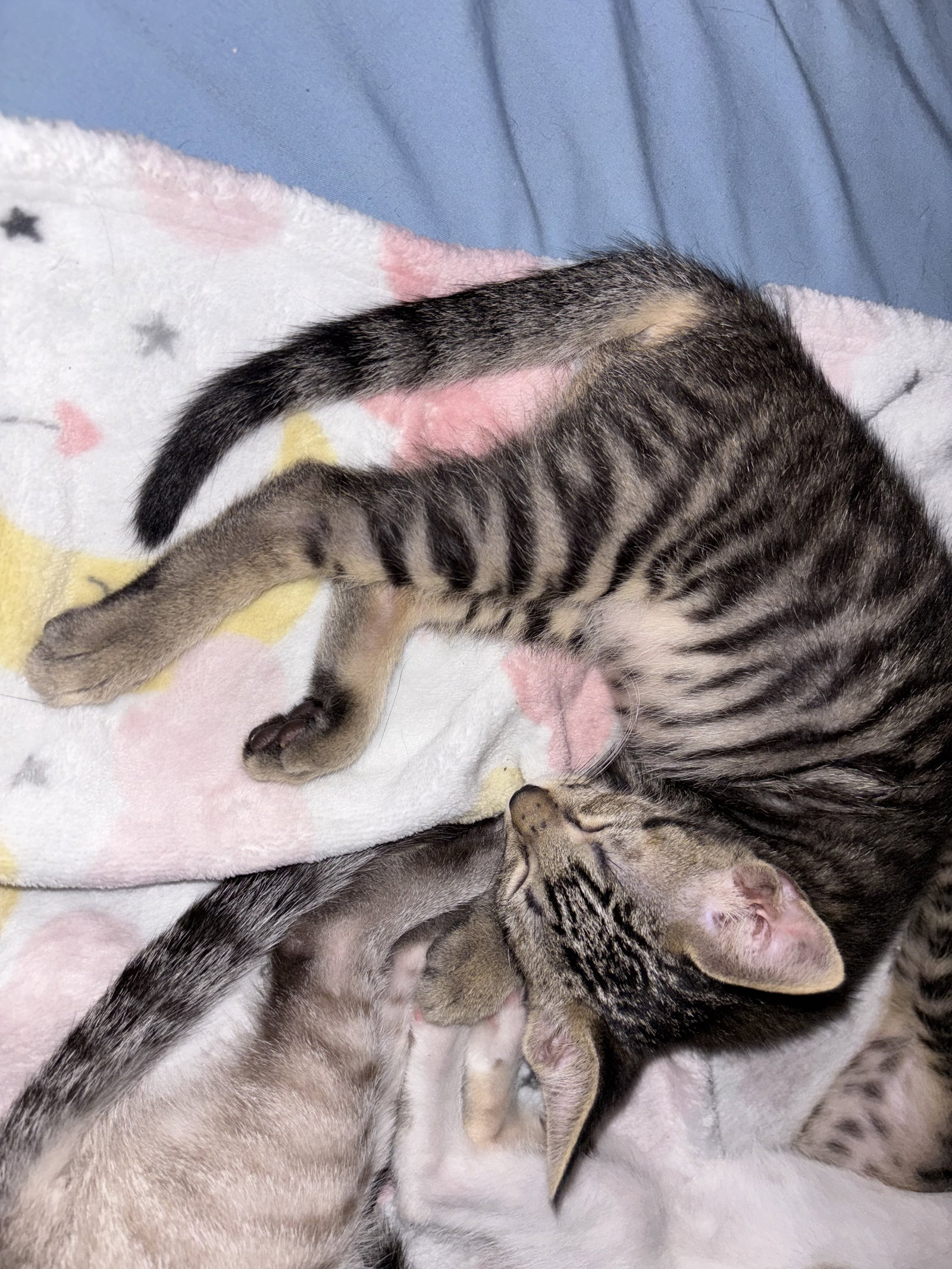 Tigger Boy Image