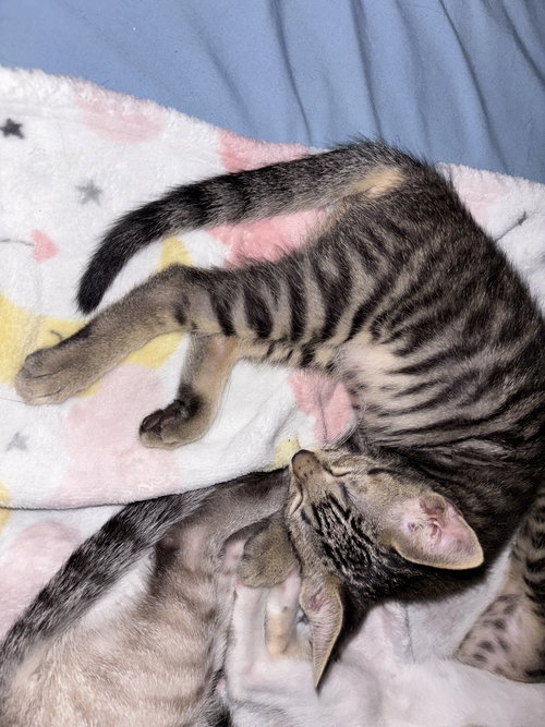 TIGGER BOY - Domestic Short Hair available for adoption