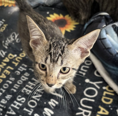 TIGGER BOY - Domestic Short Hair available for adoption