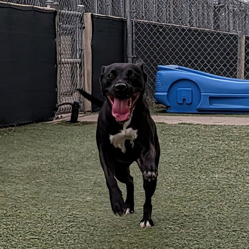 picture of the dog needing adoption