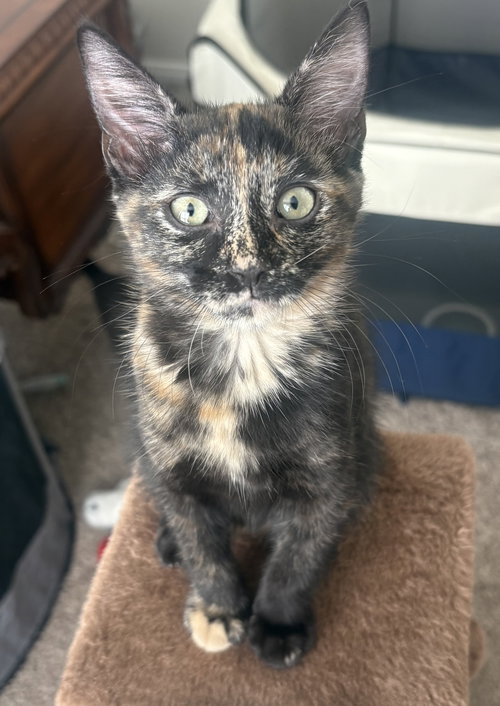 picture of the cat needing adoption