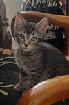 Tony - Photo 1