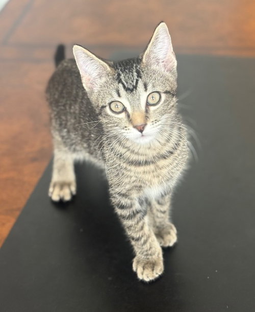 TONY - Domestic Short Hair available for adoption