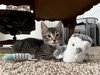 Tony - Photo 5