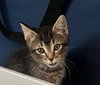 Tony - Photo 6