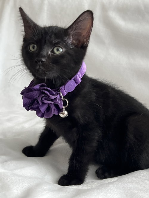 picture of the cat needing adoption
