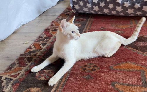 CLEMENTINE - Siamese available for adoption