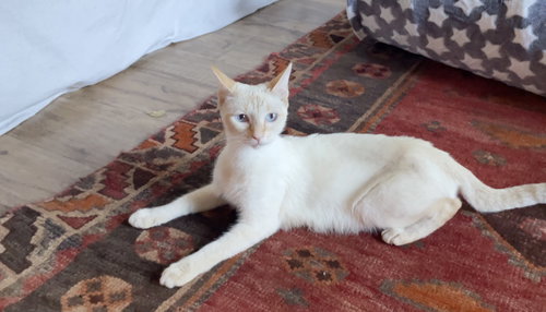 picture of the cat needing adoption