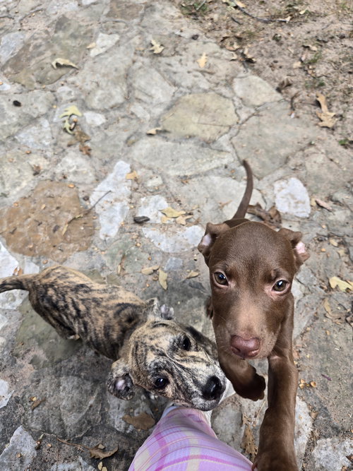 picture of the dog needing adoption