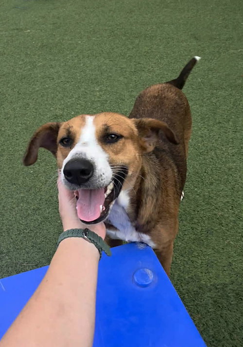 picture of the dog needing adoption