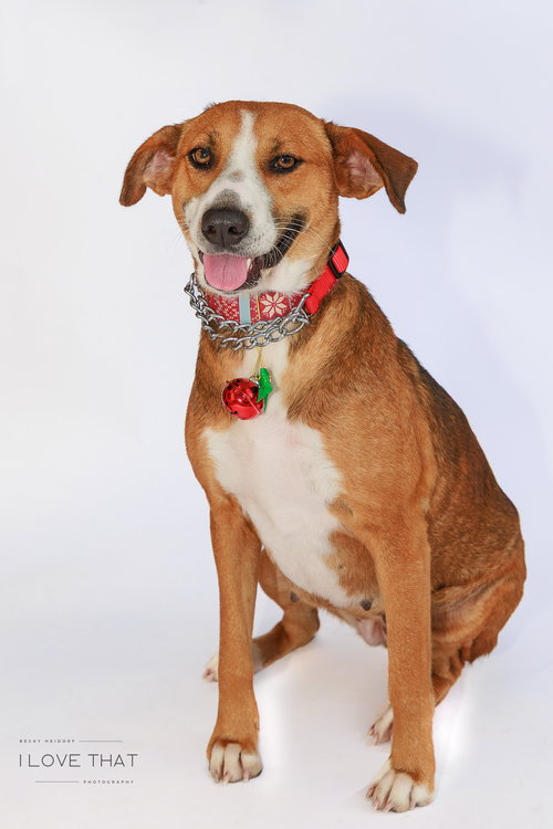 BURGER - Labrador Retriever available for adoption